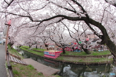 新河岸川桜まつり