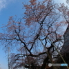 般若院の枝垂れ桜