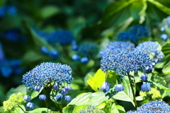 初めて見た紫陽花