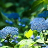 初めて見た紫陽花
