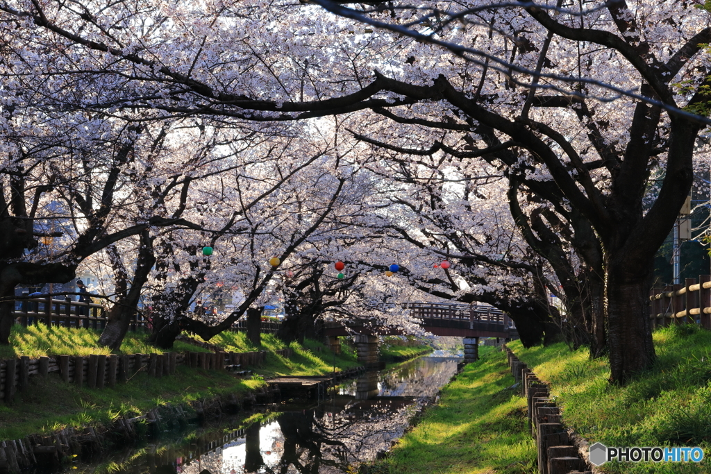 早朝の桜