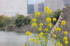 堀端の菜の花