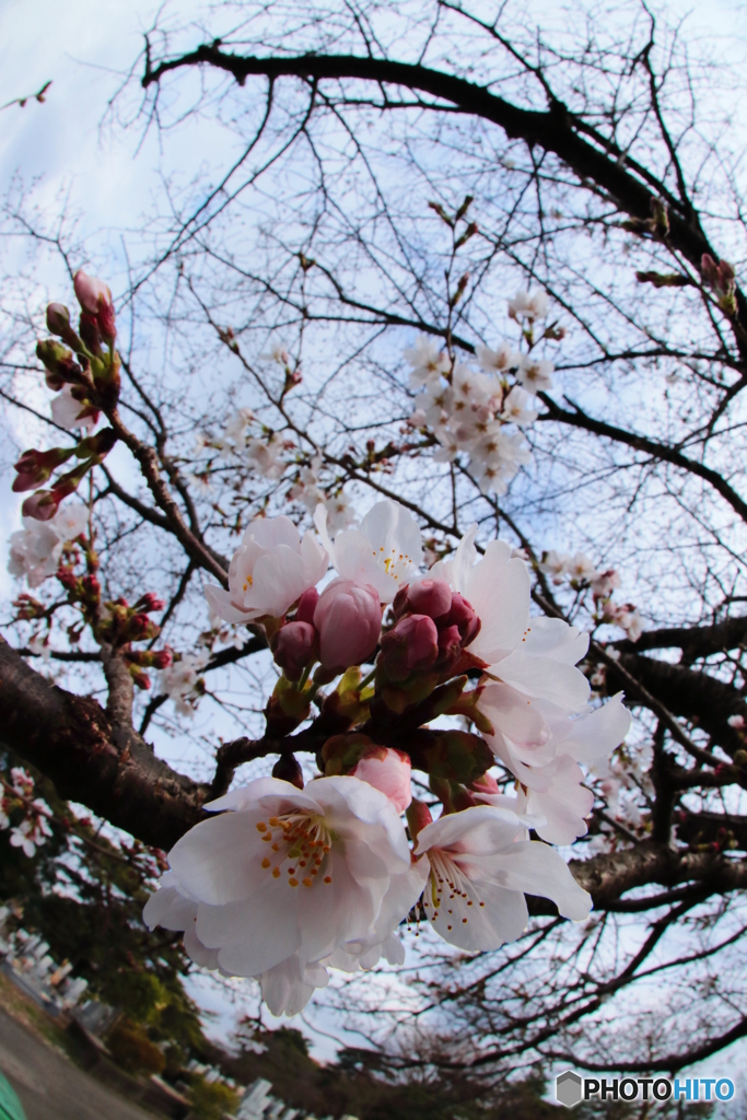 枝垂れ桜