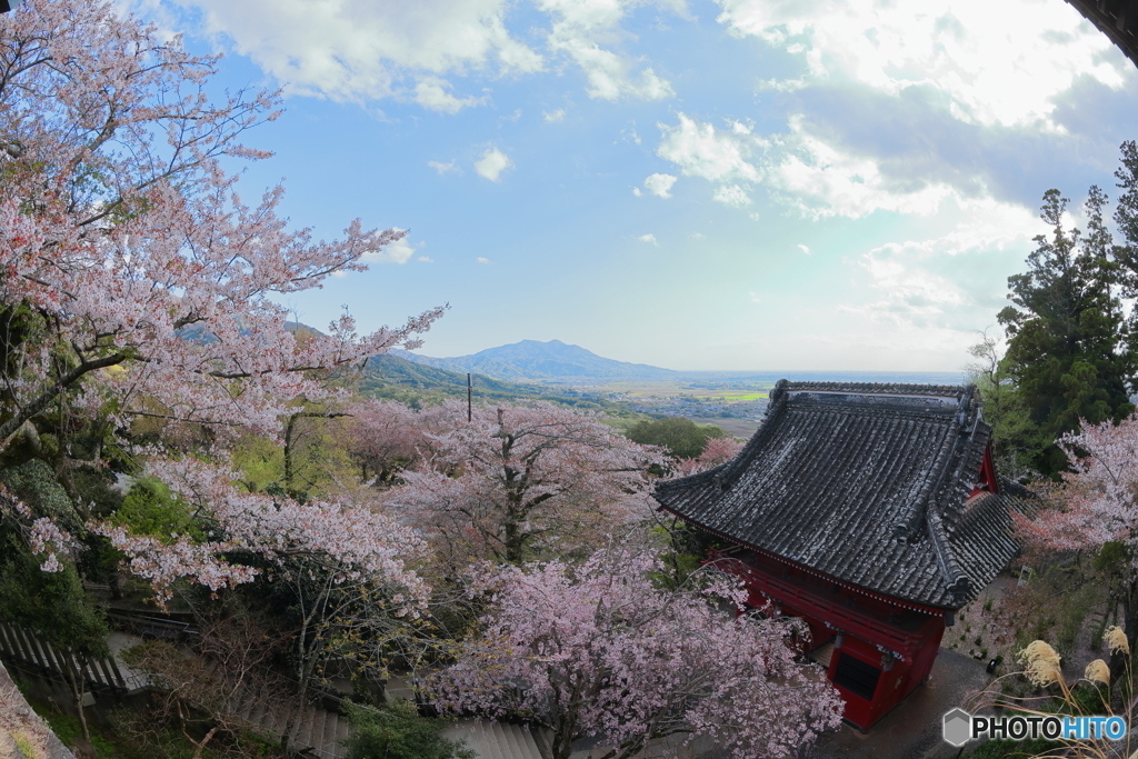 桜の海