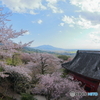 桜の海