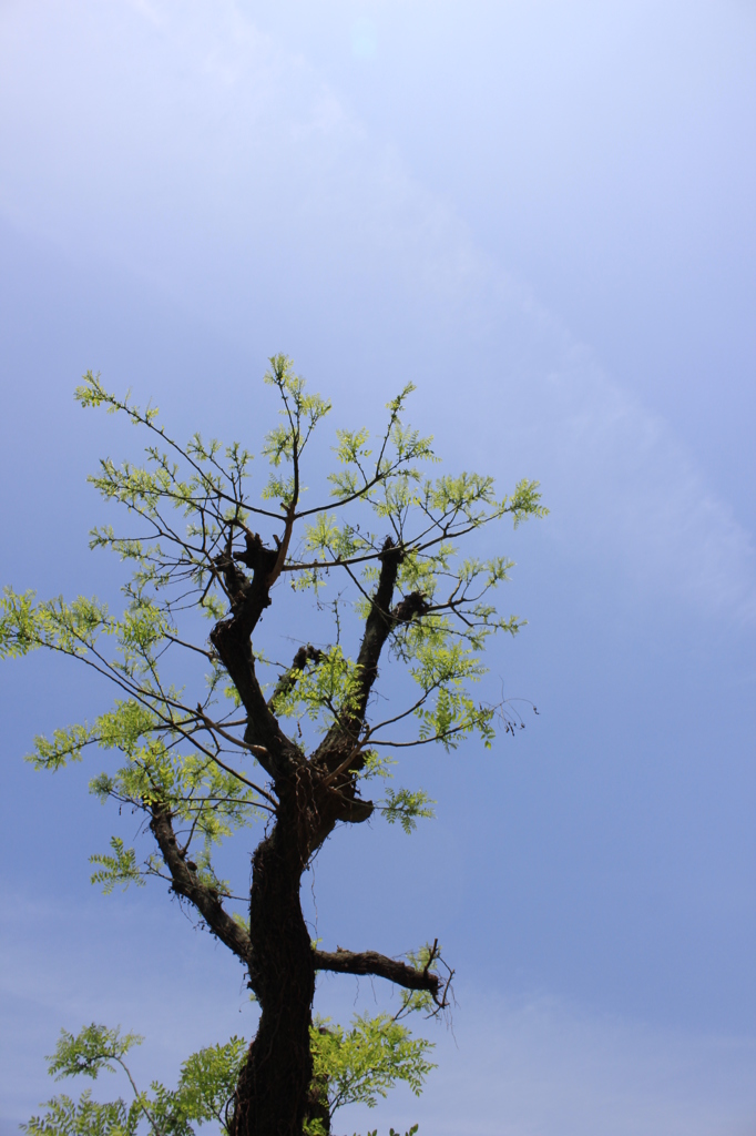 空に届け