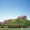 古墳と桜