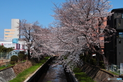 今年も桜は咲いています。