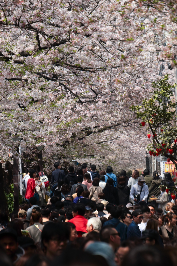 桜フィーバー