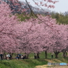 桜並木