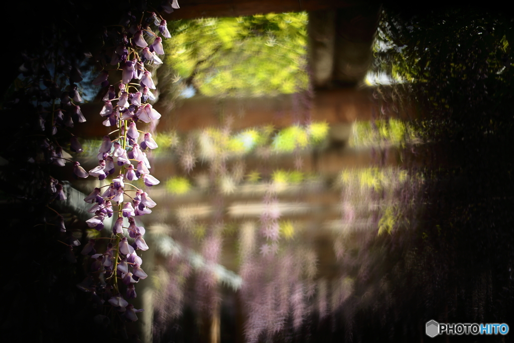GIZMON Bokeh Freedom Filter