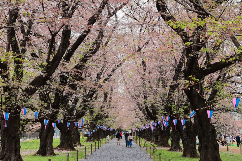 散り際の桜並木