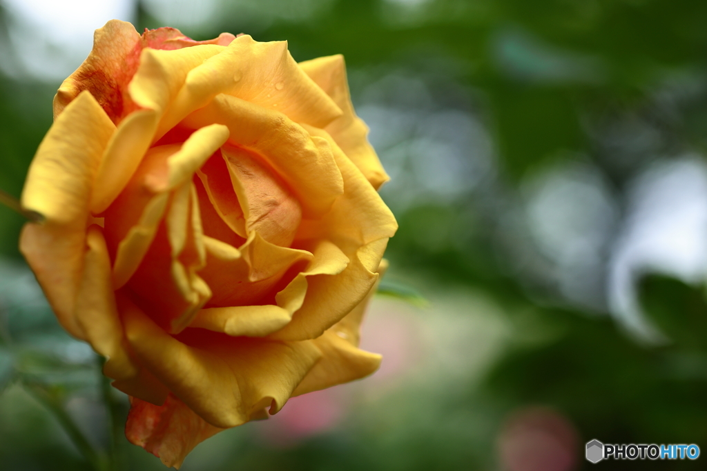 Orange Rose