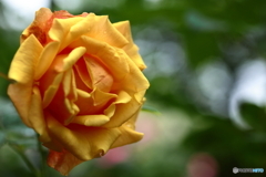 Orange Rose