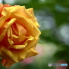 Orange Rose
