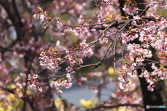 満開の安行桜