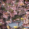 満開の安行桜