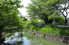 新緑の用水路