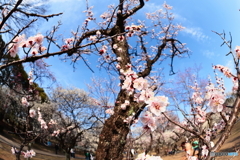 春到来