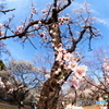春到来