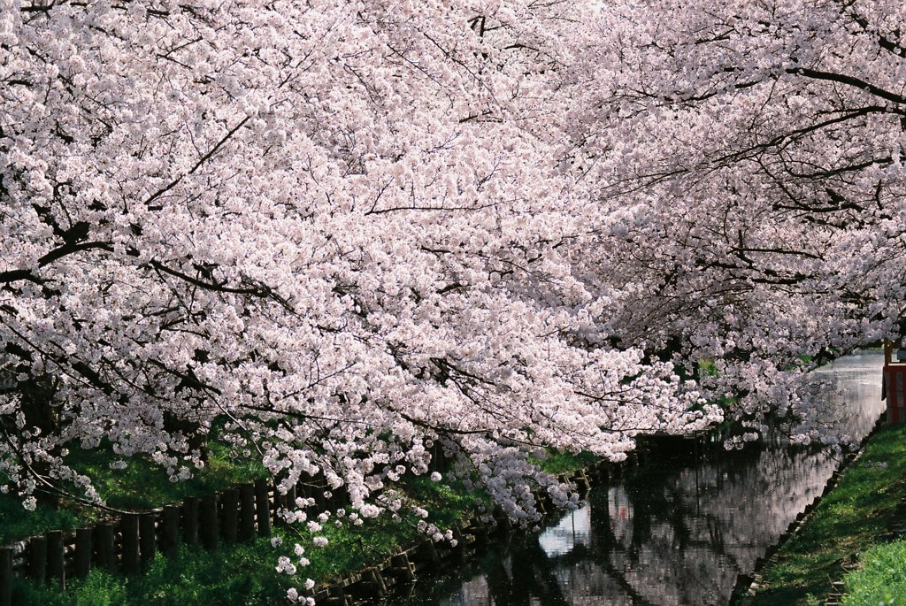 桜，咲く