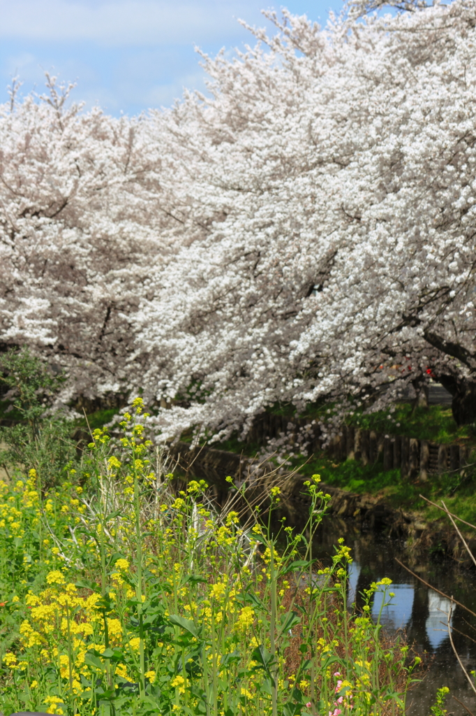 桜 VS 菜の花