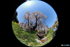 雲ひとつない空の下の三春滝桜