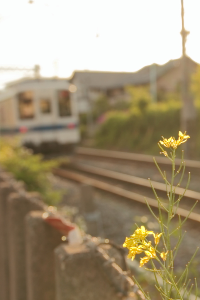 線路端の花