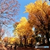 紅葉の散歩道