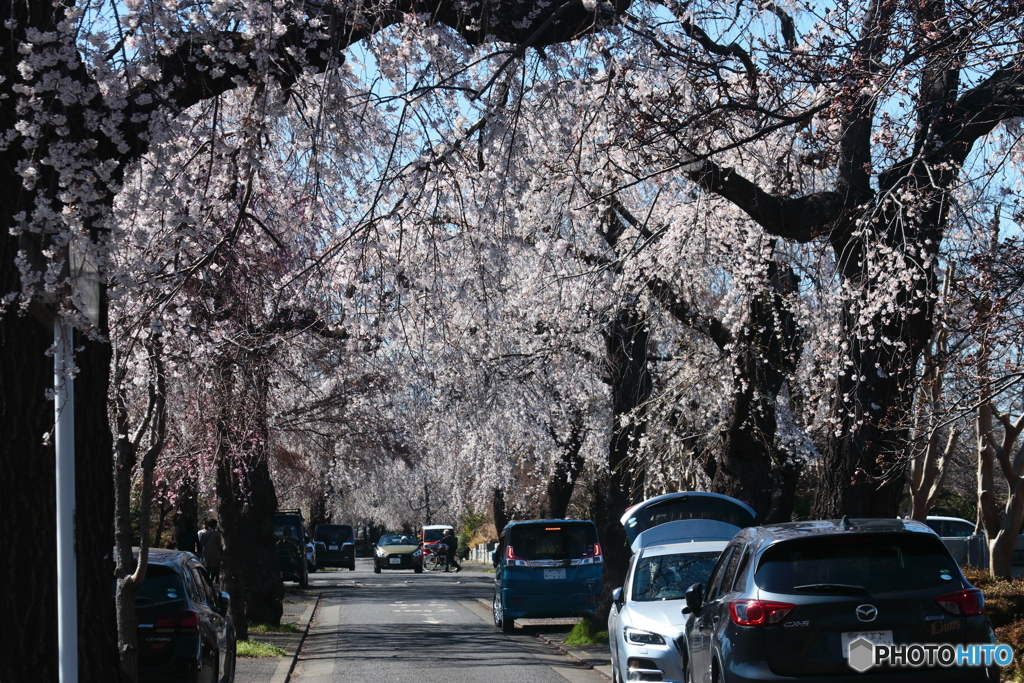 多磨霊園の枝垂れ桜