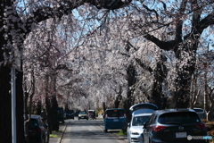 多磨霊園の枝垂れ桜