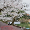 雨の桜並木