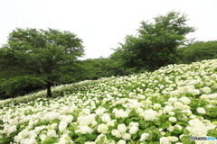 紫陽花の丘