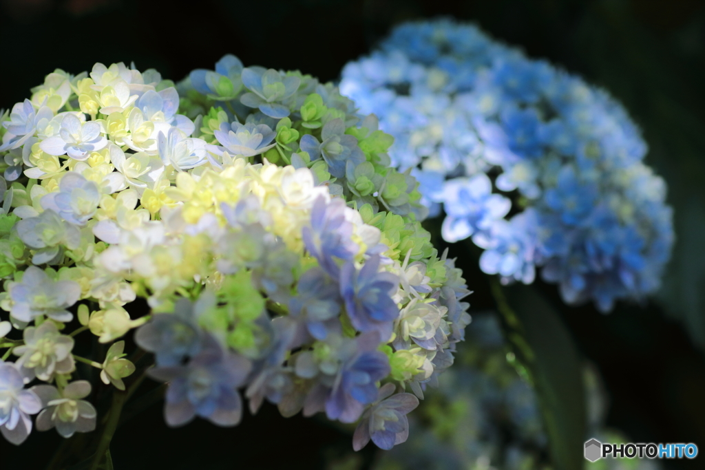 紫陽花の季節