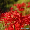 Lycoris radiata