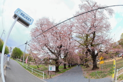 無線山桜並木