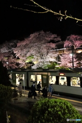 夜桜列車