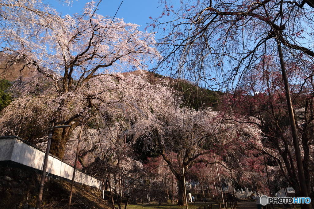 清雲寺の枝垂れ桜