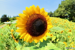 真夏の花