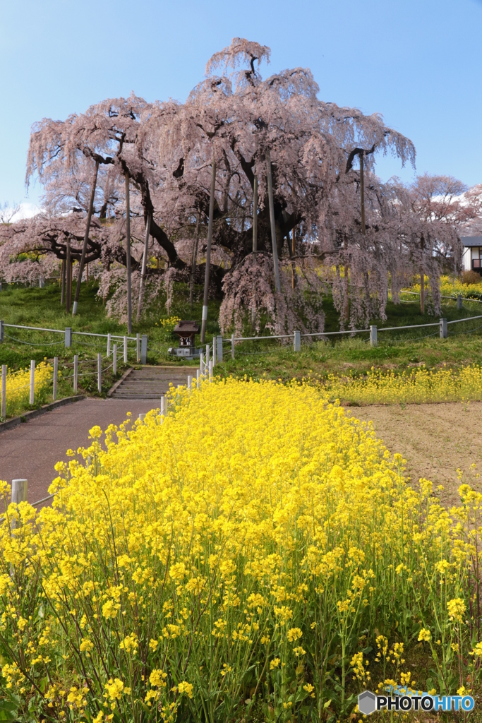 三春・滝桜
