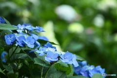 ６月の癒し