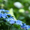 ６月の癒し