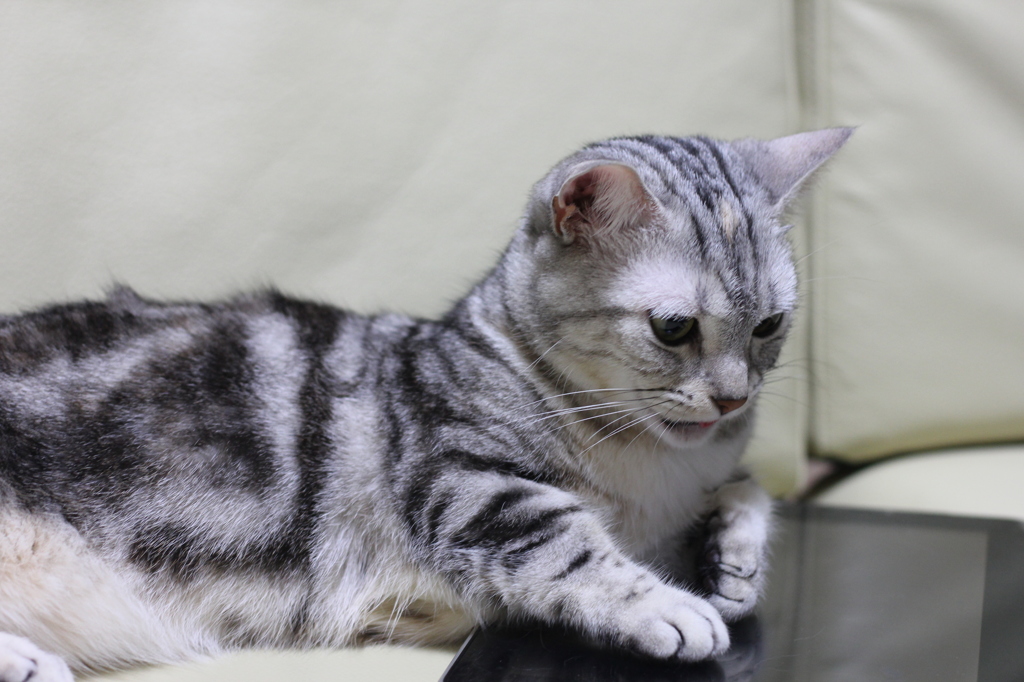 猫とiPad