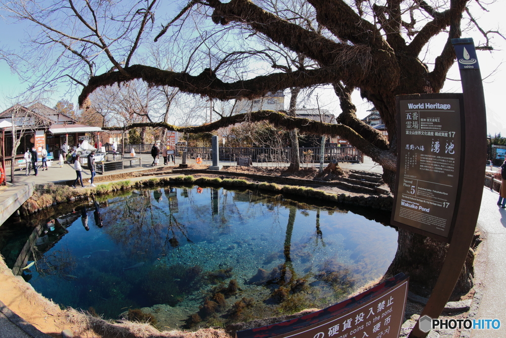 忍野八海・湧池