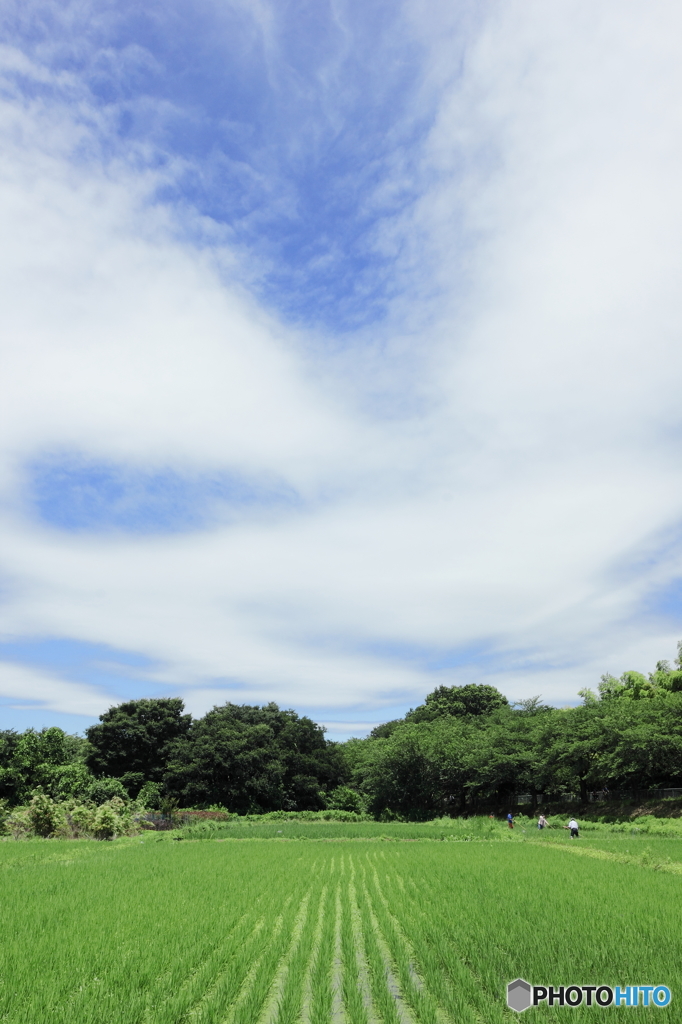 夏の香り