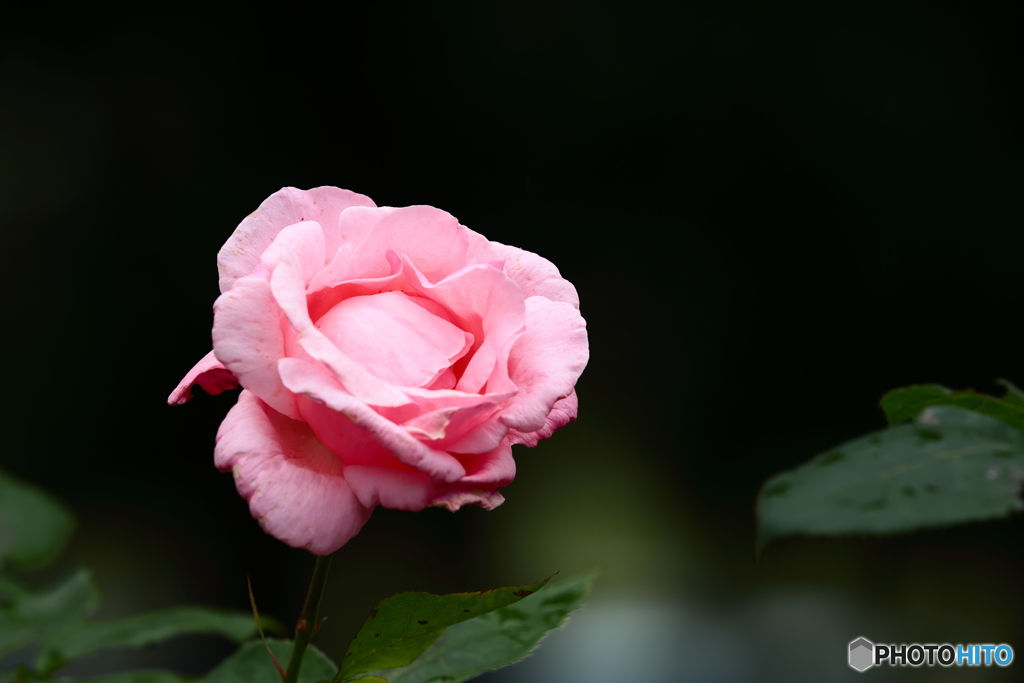 孤高の薔薇