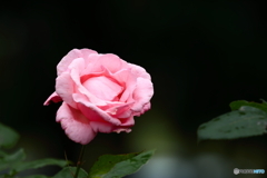 孤高の薔薇
