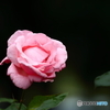 孤高の薔薇
