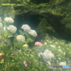 紫陽花の土手