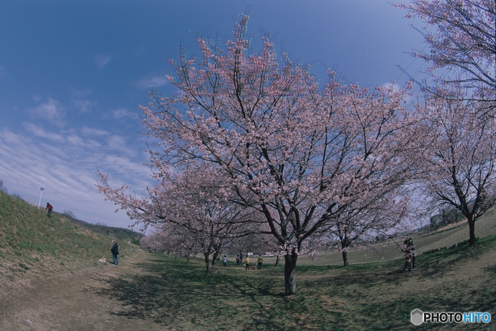 青空と寒桜